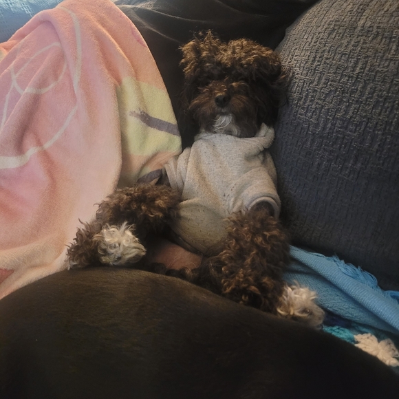 Meet your Posher, Shelby - Picture 5 of 9